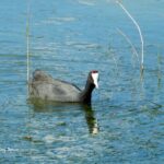 birding tour in Spain-Red knobbed Coot