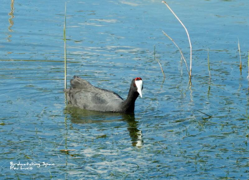 birding trips in Alicante-Red knobbed Coot