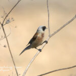 Penduline tit-Birdwatching trip report La Mancha