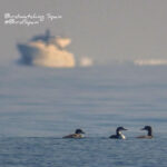 birding albufera in winter