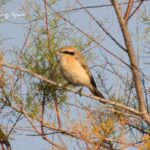 Isabelline Shrike-Albufera de Valencia in winter