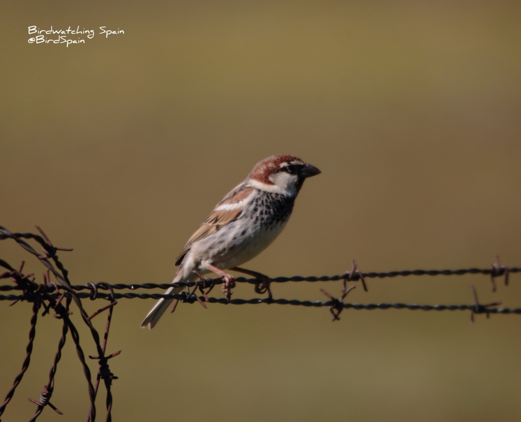 Spanish Sparrow-birds of Donana