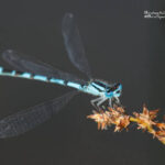 Common blue damselfly in Cantabria Mountains
