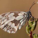 butterflies in picos de europa-Iberian marbled white