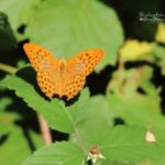 Fritillary-butterflies in Picos de europa