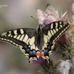 Butterflies in Picos de Europa