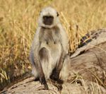 Langur común en Bandhavgarh