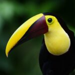 tucán pecho amarillo-observación de aves en costa rica