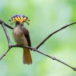 Ver aves en costa rica