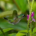 viaje de observación de aves en Costa Rica