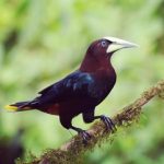 viaje de observación de aves en Costa Rica