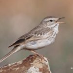 Birding trip to the Canary Islands