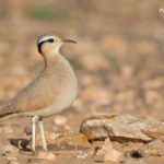 Birding trip to the Canary Islands