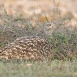 Birding trip to the Canary Islands