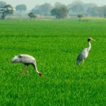 Grulla Saurus-viendo aves en India