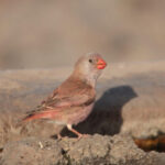 Trumpeter Finch-wildlife trip report to the Canary islands