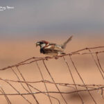 Spanish Sparrow-Wildlife trip Fuerteventura