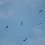 Birdwatching in Tarifa