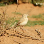 Bar tailed lark-birding trip report Morocco