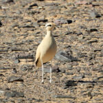 Cream colour courser-birds Sahara