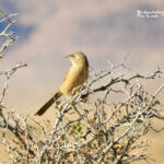 Fulvous Babbler-birding Sahara