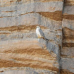 Lanner Falcon-birds Sahara