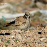 Thick billed lark-birds of Morocco