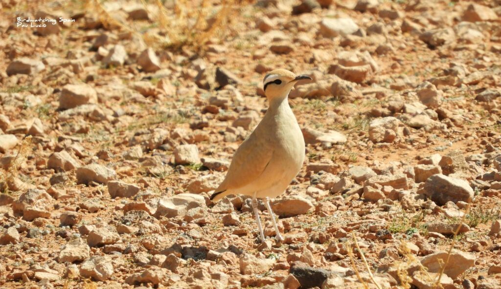 observando aves en marruecos