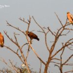 Viendo águilas moteadas en Bharatpur