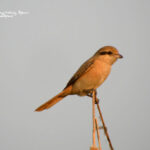 Observando aves en la India-Alcaudón chico