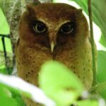 viaje ornitológico a Sri Lanka-Autillo de Thilo Hoffmann