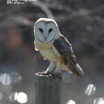 barn owl-birding trip donana