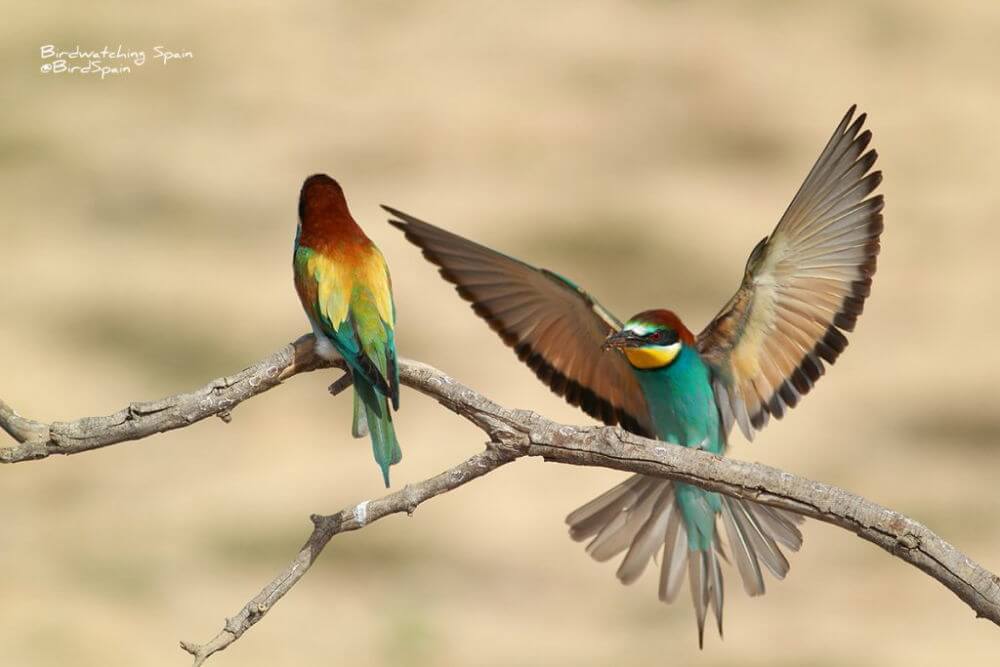 Bee-eaters in Spain