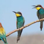 Bird watching tour Granada-Bee-eaters