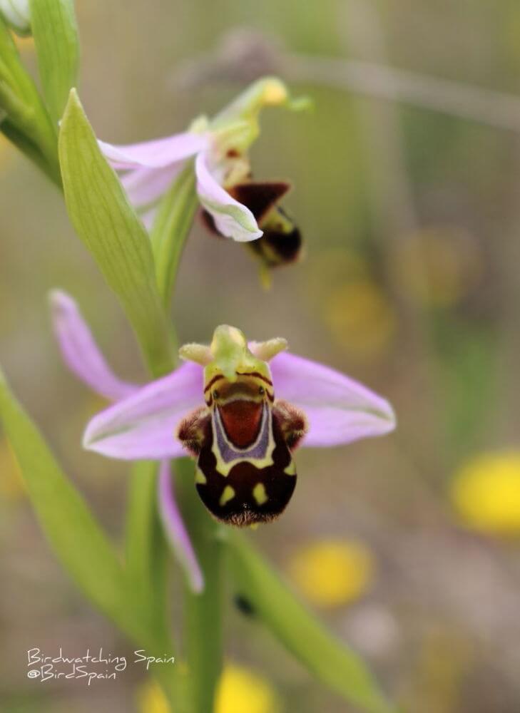 Bee-orchid-in-Spain
