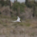 Roseate tern-birding Costa Blanca