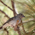 birding trip to the Canary islands-Blue chaffinch