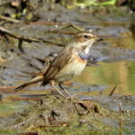 Pechiazul-observación de aves en la albufera de Valencia