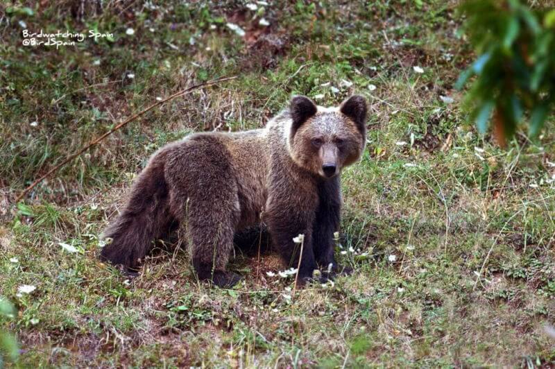 Mammals Cantabrian Mountains-Brown bear