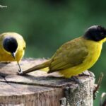 viaje ornitológico a Sri Lanka-Bulbul cabecinegro