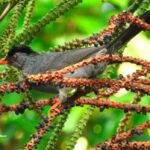 crónica del viaje ornitológico a Sri Lanka