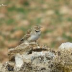 Calandra Lark-Gallocanta trip report