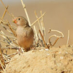 Benidorm birding tours-trompeter finch