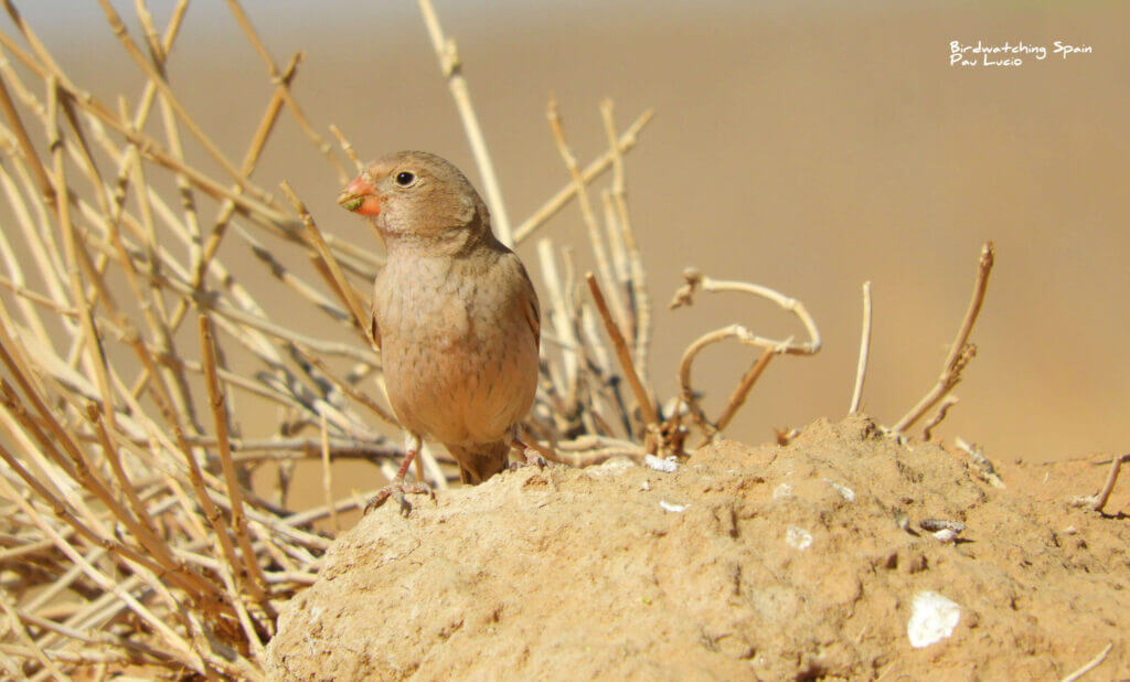 Bird watching trip Morocco