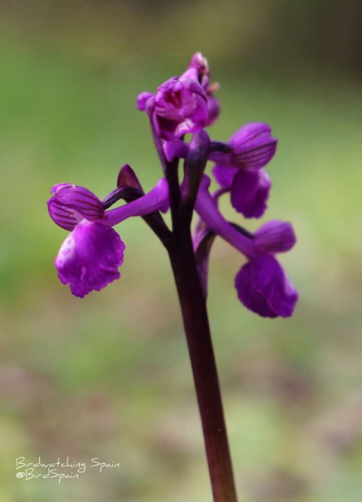 Champagne orchid Cuenca