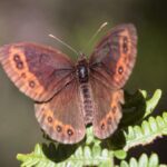 Chapman's ringlet in Picos de Europa