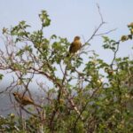 Wildlife report Cantabrian mountains-Cirl Bunting