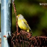 Citril Finch-Pyrenees bird watching trip