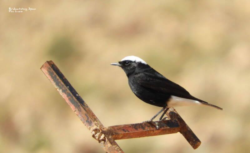 Collalba Yebélica-viaje de observación de aves en Marruecos