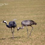 Common cranes-bird watching La Mancha